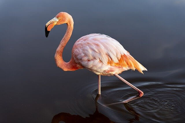 Namen für Flamingo finden