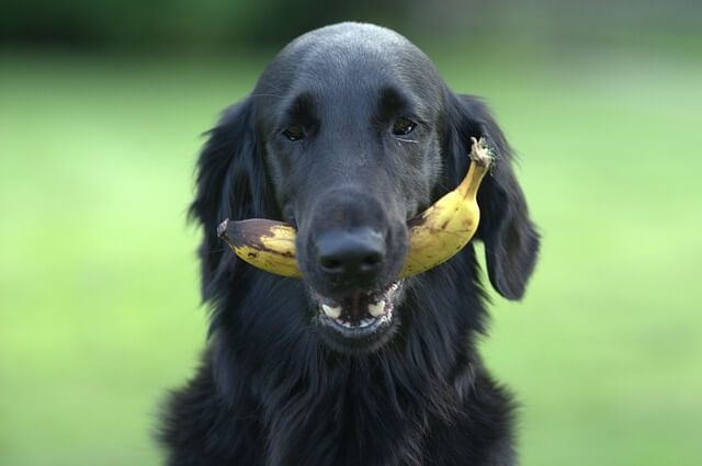 Hundenamen inspiriert durch Obst